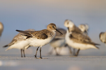 Bonte Strandloper, Dunlin, Calidris alpina