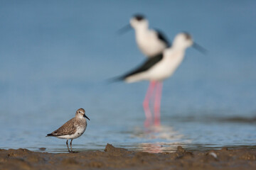 Dunlin, Bonte Strandloper, Calidris alpina