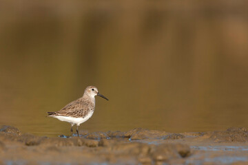 Fototapeta premium Dunlin, Bonte Strandloper, Calidris alpina