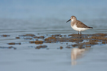 Dunlin, Bonte Strandloper, Calidris alpina