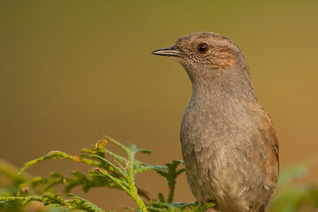 Heggenmus, Dunnock, Prunella modularis modularis
