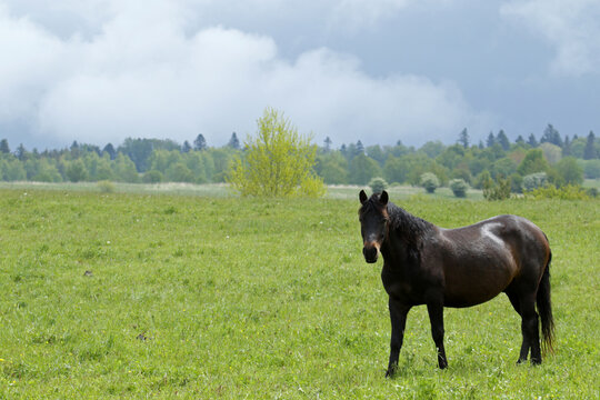 Hucul pony in Low Beskids, Poland