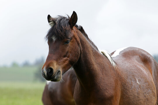 Hucul pony in Low Beskids, Poland