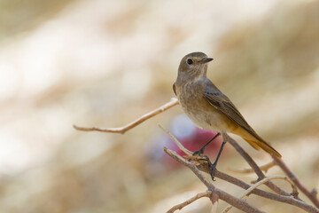 Oosterse Zwarte Roodstaart; Eastern Black Redstart; Phoenicurus ochruros phoenicuroides