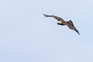 Keizerarend, Eastern Imperial Eagle, Aquila heliaca