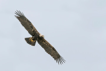 Keizerarend, Eastern Imperial Eagle, Aquila heliaca