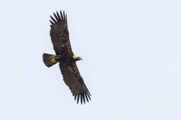 Keizerarend, Eastern Imperial Eagle, Aquila heliaca