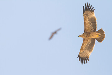 Eastern Imperial Eagle; Aquila heliaca