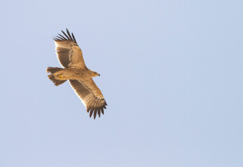 Eastern Imperial Eagle; Aquila heliaca