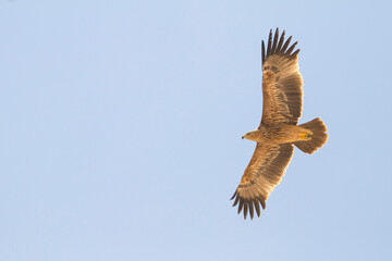 Eastern Imperial Eagle; Aquila heliaca