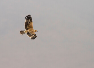 Eastern Imperial Eagle; Aquila heliaca