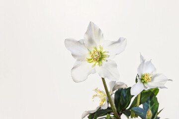 Fototapeta na wymiar close up of white Helleborus orientalis (Christmas rose) flower blossom