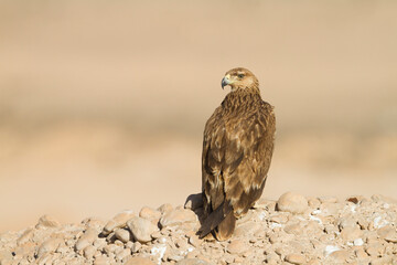 Eastern Imperial Eagle; Aquila heliaca