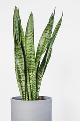 Sansevieria trifasciata (Snake Plant) in gray pot with white background 