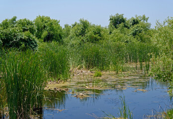 Fototapeta na wymiar One of the many small Ponds or lakes in the wetlands of the Aransas national Wildlife Refuge, with Grasses and small Live oak Trees growing on the margins.