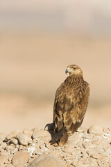 Eastern Imperial Eagle; Aquila heliaca