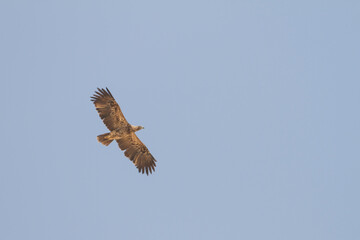 Eastern Imperial Eagle; Aquila heliaca