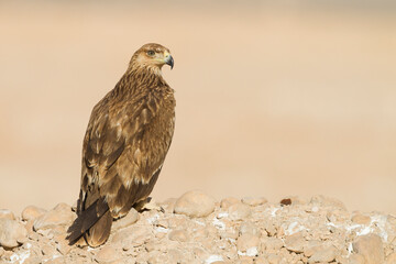 Eastern Imperial Eagle; Aquila heliaca