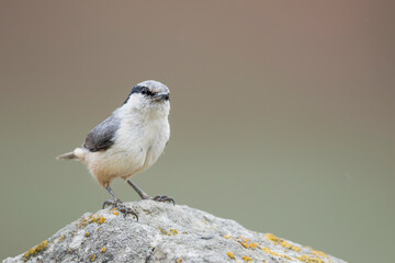 Grote Rotsklever, Eastern Rock Nuthatch, Sitta tephronota tephronota