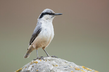 Grote Rotsklever, Eastern Rock Nuthatch, Sitta tephronota tephronota
