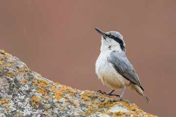 Grote Rotsklever, Eastern Rock Nuthatch, Sitta tephronota tephronota