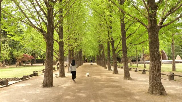 trees in the park Nami island South Korea 