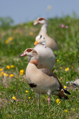 Egyptian Goose, Nijlgans, Alopochen aegyptiaca
