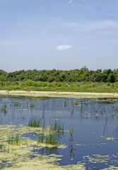A small lake in the wetlands of the Aransas national Wildlife Refuge, with Grasses and small Live oak Trees growing on the margins.