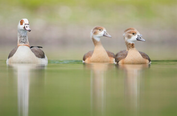 Nijlgans, Egyptian Goose, Alopochen aegyptiaca