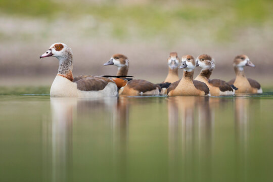 Nijlgans, Egyptian Goose, Alopochen aegyptiaca