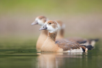 Nijlgans, Egyptian Goose, Alopochen aegyptiaca