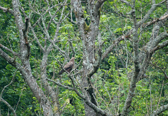 Lesser spotted eagle in Low Beskids, Poland