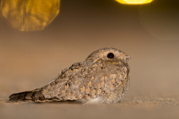 Egyptische Nachtzwaluw; Egyptian Nightjar; Caprimulgus aegyptius