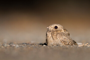 Egyptische Nachtzwaluw; Egyptian Nightjar; Caprimulgus aegyptius