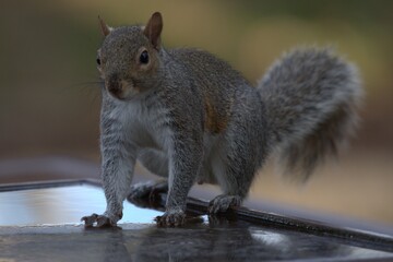 Squirrel