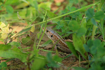 Sand lizard in Low Beskids, Poland