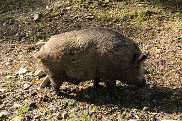 Wild boar in Low Beskids, Poland