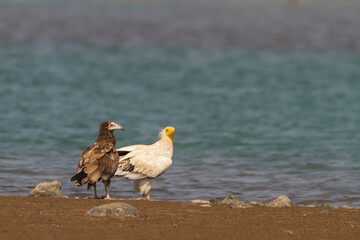 Egyptian Vulture; Neophron percnopterus