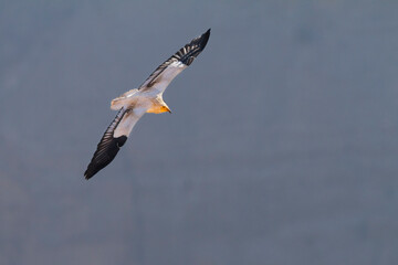Egyptian Vulture; Neophron percnopterus