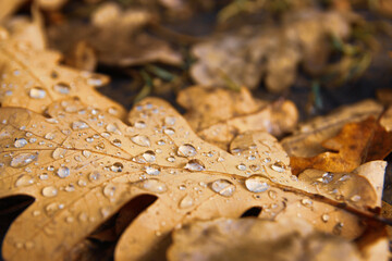 Close-up of an oak leaf after rain. Macro in the autumn forest. Lots of raindrops glisten in the sunlight.