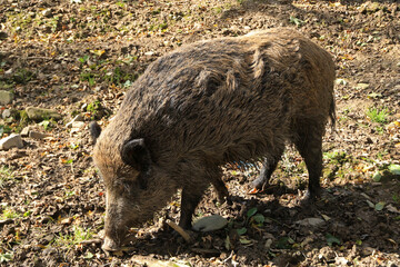 Wild boar in Low Beskids, Poland