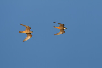 Eleonora's Falcon, Eleonora's Valk, Falco eleonorae