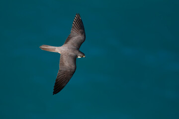 Eleonora's Falcon, Eleonora's Valk, Falco eleonorae