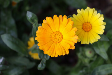 Obraz premium yellow flower in the garden
