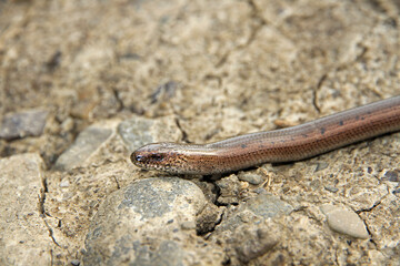 Slow-worm in Low Beskids, Poland