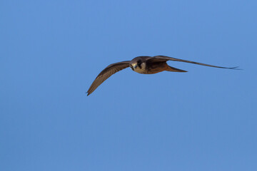 Eleonora's Falcon, Eleonora's Valk, Falco eleonorae