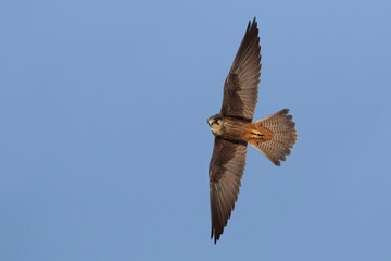 Eleonora's Falcon, Eleonora's Valk, Falco eleonorae