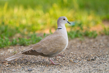 Eurasian Collored Dove, Turkse Tortel, Streptopelia decaocto
