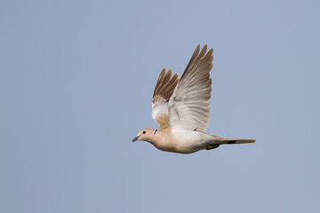 Turkse Tortel, Eurasian Collared Dove, Streptopelia decaocto
