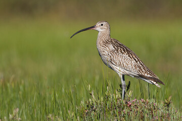 Wulp, Eurasian Curlew, Numenius arquata suschkini